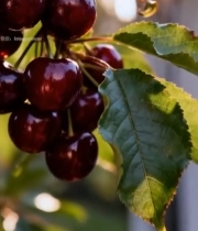  枝头成熟樱桃特写3330#竖屏 	 