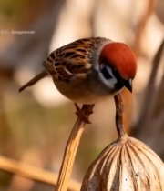  枝头麻雀特写7814#竖屏 	 