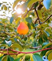  枝头成熟梨子特写(1)7140#竖屏 	 