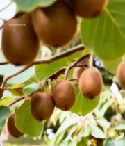  枝头猕猴桃特写381#竖屏 	 