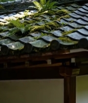  长有苔藓和蕨类的古建筑屋顶5410#竖屏 	 