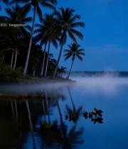  月夜下的椰林湖面风景4098#竖屏 	 