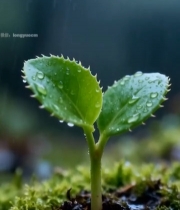  雨中新生植物特写1657#竖屏 	 