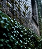  雨中爬满藤蔓的古老砖墙6603#竖屏 	 