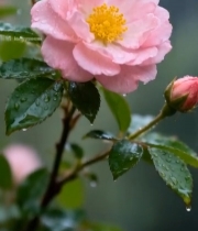  雨中绽放的粉色月季花2027#竖屏 	 