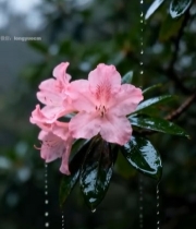  雨中绽放的粉色杜鹃花2038#竖屏 	 