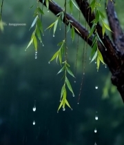  雨中垂柳带雨滴特写1904#竖屏 	 