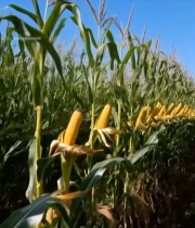  玉米地成熟玉米特写7023#竖屏 	 