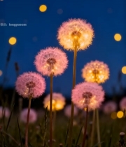  夜间蒲公英特写1531#竖屏 	 