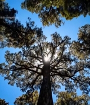  仰视森林高大树木素材3331#竖屏 	 