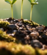  幼苗破土生长特写787#竖屏 	 