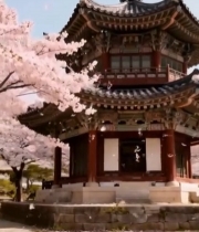  樱花环绕的中式古建筑3921#竖屏 	 