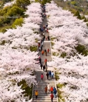  樱花盛开处人群漫步台阶6425#竖屏 	 