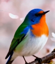  樱花树枝上的彩色小鸟3067#竖屏 	 