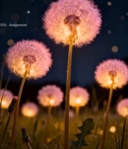 夜晚蒲公英特写6817#竖屏 	 