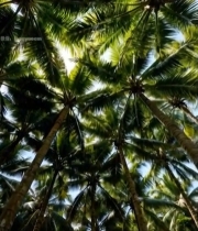  椰林仰拍自然风光素材813#竖屏 	 