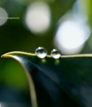  叶片上的晶莹水滴特写3456#竖屏 	 