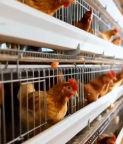  养鸡场鸡笼中的母鸡(1)3546#竖屏 	 