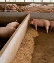  养殖场人员用平板监测小猪5171#竖屏 	 