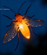  夜间发光萤火虫特写5721#竖屏 	 