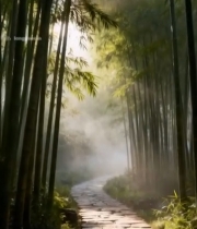  阳光照耀下的竹林石板路5242#竖屏 	 