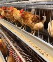  养鸡场内笼养母鸡画面7070#竖屏 	 