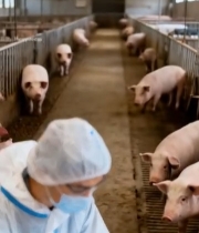  养殖场人员用平板记录小猪情况6806#竖屏 	 