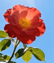  阳光下绽放的红色月季花5026#竖屏 	 