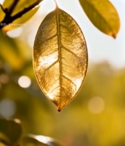  阳光照射下的绿叶特写1810#竖屏 	 