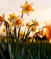  阳光下绽放的黄色水仙花7419#竖屏 	 