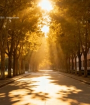  阳光照耀下的林荫道路3738#竖屏 	 