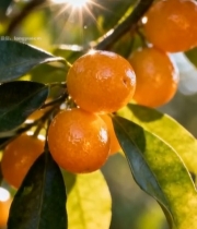  阳光下枝头的橘子果实2338#竖屏 	 