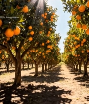  阳光照耀下的橙子果园3679#竖屏 	 