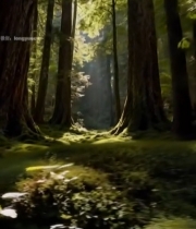 阳光照耀下的森林风景4502#竖屏 	 