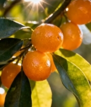  阳光下枝头的橘子果实2338#竖屏 	 