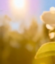  阳光下绽放的白色花朵2145#竖屏 	 