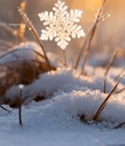  阳光下特写雪花与积雪5573#竖屏 	 
