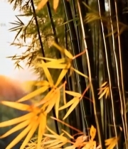  阳光下的竹林竹叶特写2906#竖屏 	 