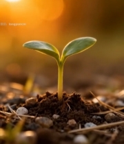  阳光下幼苗破土生长素材2825#竖屏 	 