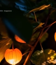  阳光下挂在枝头的灯笼果(1)6763#竖屏 	 