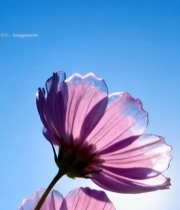  阳光下两朵紫色格桑花特写4633#竖屏 	 