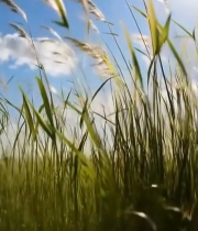  阳光下随风摇曳的草地5331#竖屏 	 