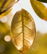  阳光下树叶特写素材5705#竖屏 	 