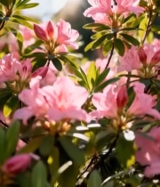  阳光下盛开的粉色杜鹃花3593#竖屏 	 