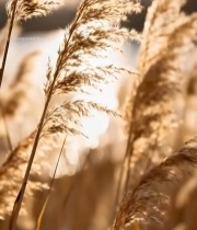  阳光下摇曳的芦苇(1)5365#竖屏 	 