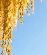  阳光下金黄柳叶垂挂景象7117#竖屏 	 