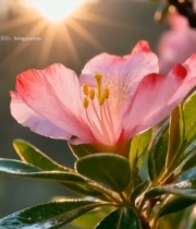  阳光下盛开的粉色花朵7521#竖屏 	 