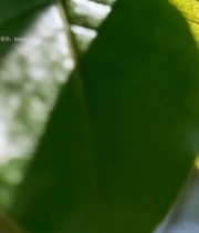  阳光下的翠绿树叶特写3128#竖屏 	 