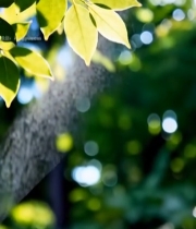  阳光下的绿色树叶特写(3)5039#竖屏 	 