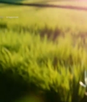  阳光下的嫩绿叶片特写4232#竖屏 	 